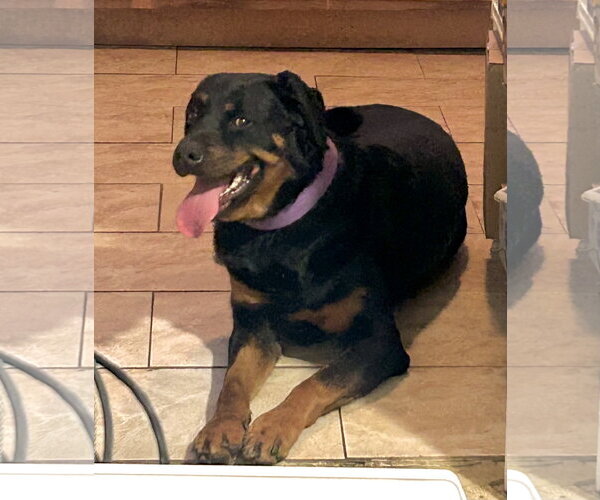 Medium Photo #2 Rottweiler Puppy For Sale in Staten Island, NY, USA