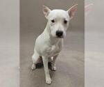 Small American Pit Bull Terrier