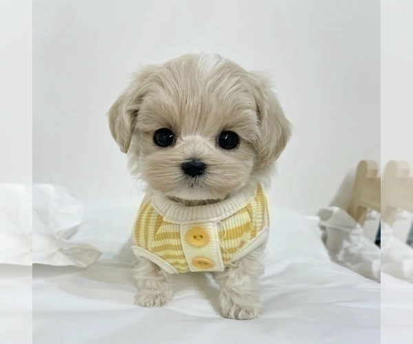 Medium Photo #8 Maltese Puppy For Sale in HAYWARD, CA, USA