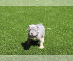 Puppy Puppy 9 White American Bully