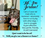 Small #1 American Staffordshire Terrier Mix