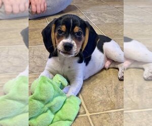 Beagle-Unknown Mix Dogs for adoption in House Springs, MO, USA