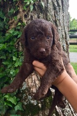Labradoodle Puppy for sale in FRANKLIN, KY, USA