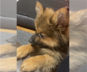 German Shepherd Dog-Pomeranian Mix Puppy for sale in POUGHKEEPSIE, NY, USA