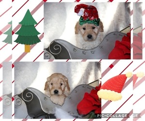 Goldendoodle Puppy for sale in DUKE CENTER, PA, USA