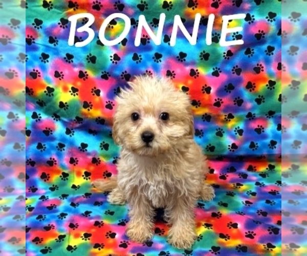 Medium Photo #2 YorkiePoo Puppy For Sale in HARTLAND, MN, USA