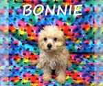 Small #1 YorkiePoo