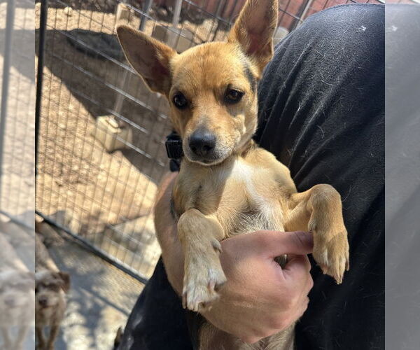 Medium Photo #2 Mutt Puppy For Sale in Chico, CA, USA