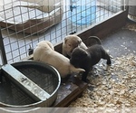 Small Photo #3 Labrador Retriever Puppy For Sale in OCALA, FL, USA