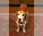 Small #21 Beagle