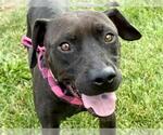 Small American Pit Bull Terrier-Labrador Retriever Mix