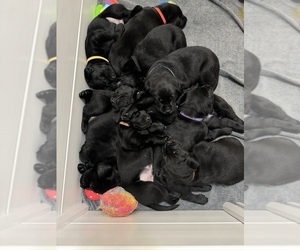 Labrador Retriever Puppy for Sale in VINE GROVE, Kentucky USA