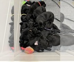Small Labrador Retriever