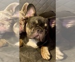 Small Photo #1 French Bulldog Puppy For Sale in SARASOTA, FL, USA