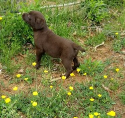 Labrador Retriever Puppy for sale in ABERDEEN, MD, USA
