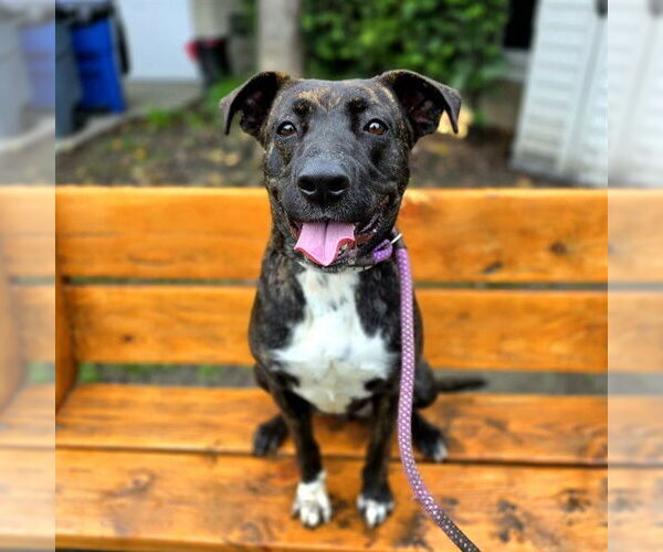 Medium Photo #2 Staffordshire Bull Terrier-Unknown Mix Puppy For Sale in Long Beach, CA, USA