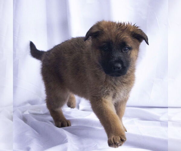 Medium Photo #2 German Shepherd Dog-Unknown Mix Puppy For Sale in Cottonwood, AZ, USA