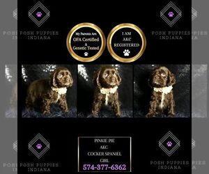 Cocker Spaniel Puppy for sale in WARSAW, IN, USA