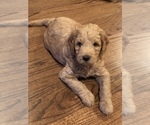 Small Photo #8 Labradoodle Puppy For Sale in CHICO, CA, USA