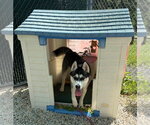 Small #1 Siberian Husky