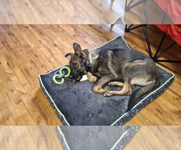 Medium Photo #8 German Shepherd Dog Puppy For Sale in Sebec, ME, USA