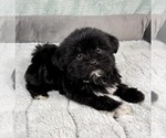 Small #2 Shorkie Tzu