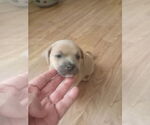 Small #6 ShiChi