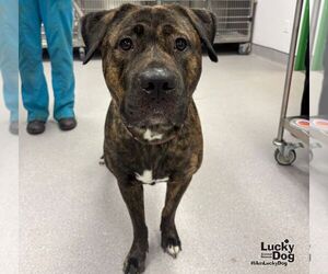 Beauty - Female Mastiff-Unknown Mix Dog for Adoption - Photo #2