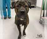 Small Photo #2 Mastiff-Unknown Mix Puppy For Sale in Washington, DC, USA