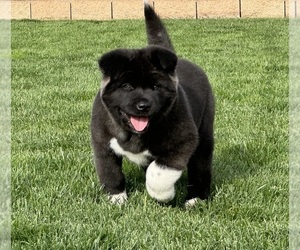 Akita Puppy for sale in FONTANA, CA, USA