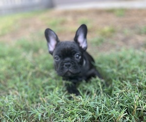 French Bulldog Puppy for Sale in TOMBALL, Texas USA