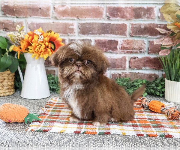Medium Photo #4 Shih Tzu Puppy For Sale in SYRACUSE, IN, USA