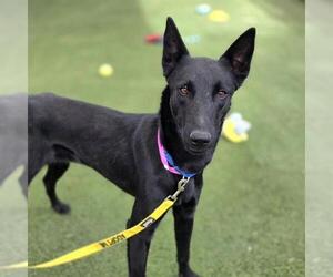 Mutt Dogs for adoption in Las Vegas, NV, USA