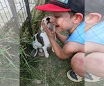 Small #6 American Pit Bull Terrier Mix