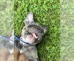 Small #3 American Bully