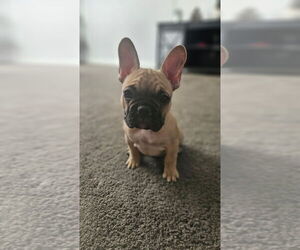 French Bulldog Puppy for sale in GALT, CA, USA