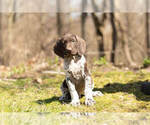 Small Photo #3 German Shorthaired Pointer Puppy For Sale in BRISTOL, IN, USA