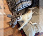 Small #1 Puggle