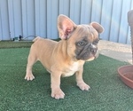 QUEST - Male French Bulldog Puppy for Sale - Photo #2