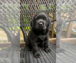 Puppy Puppy 1 Labrador Retriever