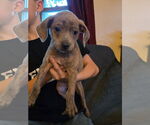Small #2 Chihuahua Mix