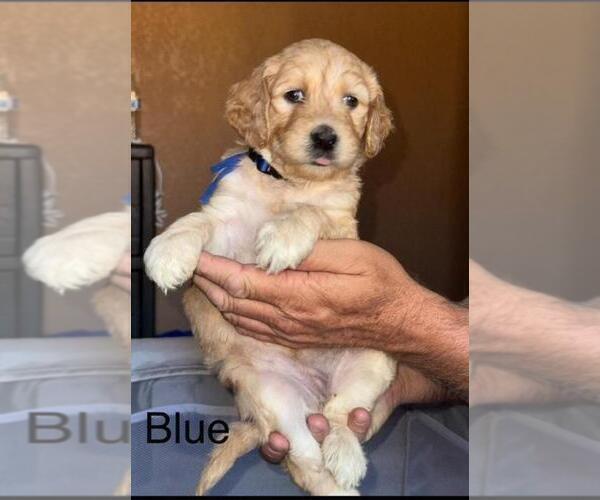 Medium Photo #3 Double Doodle Puppy For Sale in HESPERIA, CA, USA