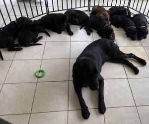 Labrador Retriever Litter for sale in TALLASSEE, AL, USA