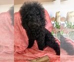 Cartier - Male Poodle (Toy) Puppy for Sale - Small photo