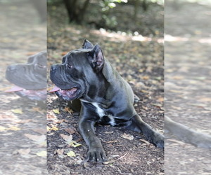 Mother of the Cane Corso puppies born on 05/16/2022