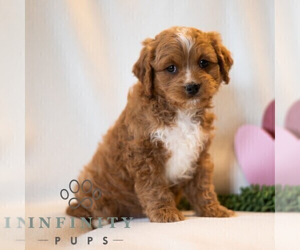 Medium Photo #2 Cavapoo (Miniature) Puppy For Sale in DORNSIFE, PA, USA