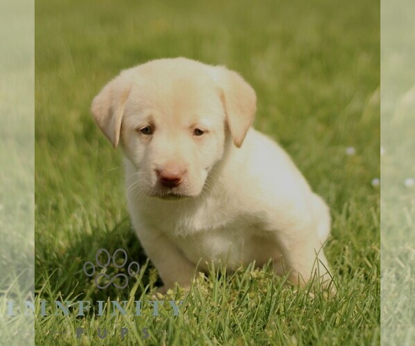 Medium Photo #4 Labrador Retriever Puppy For Sale in COATESVILLE, PA, USA