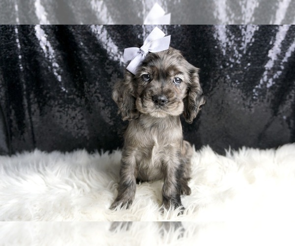 Medium Photo #43 Cocker Spaniel Puppy For Sale in WARSAW, IN, USA