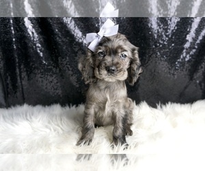 Medium Cocker Spaniel