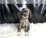 Puppy Ari AKC Cocker Spaniel